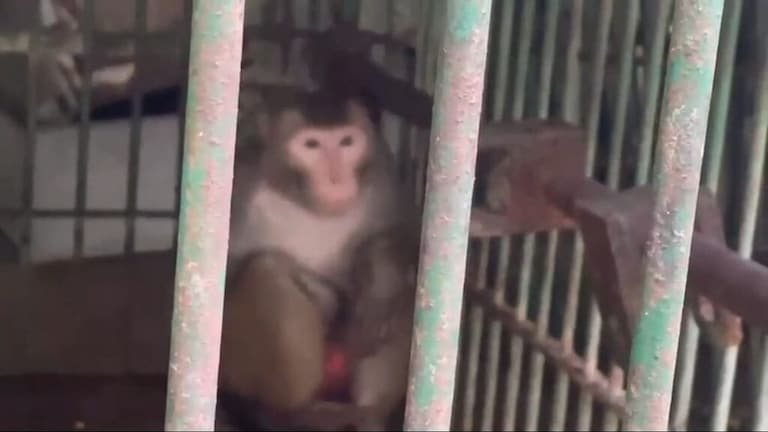 यह बंदर महिलाओं को करता है गंदे-गंदे इशारे, शराब और नॉनवेज का भी है शौकीन, काट रहा उम्रकैद UP Tak