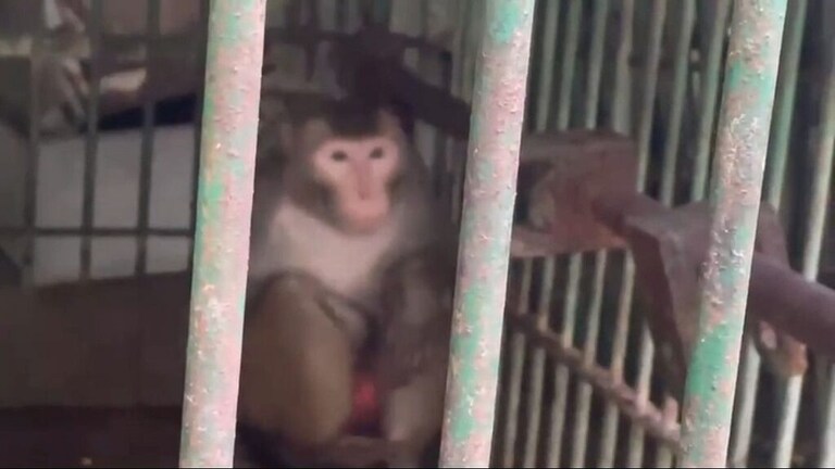 यह बंदर महिलाओं को करता है गंदे-गंदे इशारे, शराब और नॉनवेज का भी है शौकीन, काट रहा उम्रकैद UP Tak