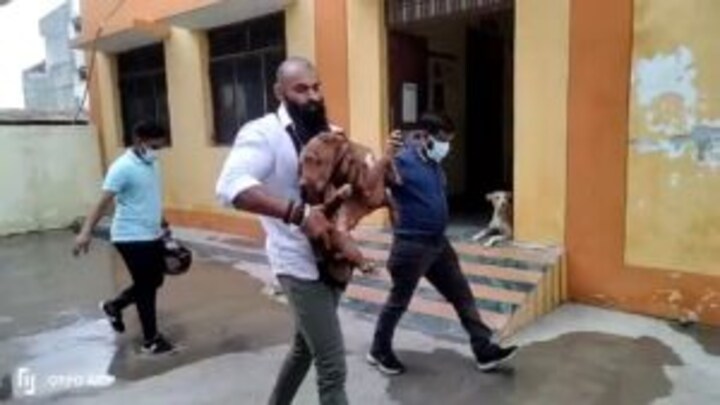 लखनऊ में महिला को मारने वाला पिटबुल कुत्ता फिर मालिक को सौंपा गया पर इस बार पालेगा कोई और UP Tak