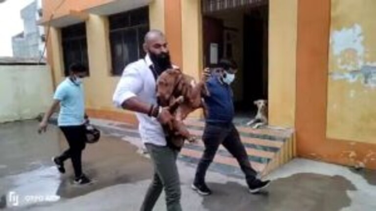 लखनऊ में महिला को मारने वाला पिटबुल कुत्ता फिर मालिक को सौंपा गया पर इस बार पालेगा कोई और UP Tak