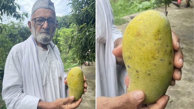 लखनऊ: ऐश्वर्या, सचिन, मोदी, मुलायम के बाद अब मैंगो की नई किस्म ‘सुष्मिता और अमित शाह’ UP Tak