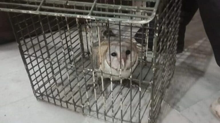 दुर्लभ हिमालयन गिद्ध के बाद एक बार फिर कानपुर में मिला उल्लू, वन विभाग ने कब्जे में लिया UP Tak