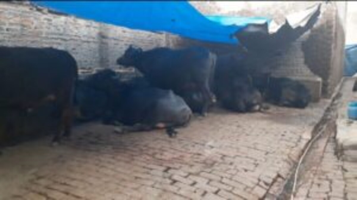 शाहजहांपुर: जिला पंचायत अध्यक्ष की भैंस हुई चोरी, ढूंढने के लिए लग गई तीन थानों की पुलिस UP Tak