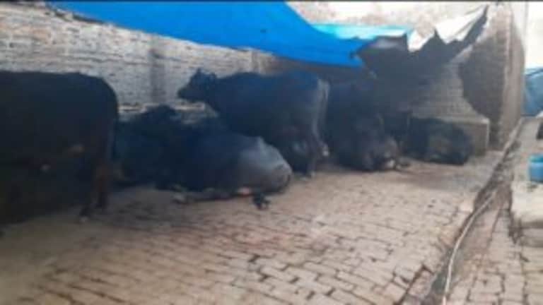 शाहजहांपुर: जिला पंचायत अध्यक्ष की भैंस हुई चोरी, ढूंढने के लिए लग गई तीन थानों की पुलिस UP Tak