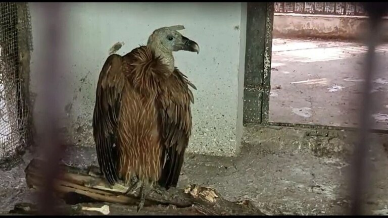 अपने साथी को ढूंढने के लिए कानपुर के आसपास भटकता दूसरा सफेद हिमालयन गिद्ध भी मिला सफेद हिमालयन गिद्ध