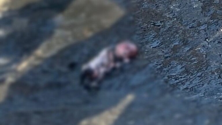 नोएडा: नाले की सफाई के दौरान मिला 5 महीने के भ्रूण का शव, मची सनसनी, पुलिस ने बताई ये बात UP Tak