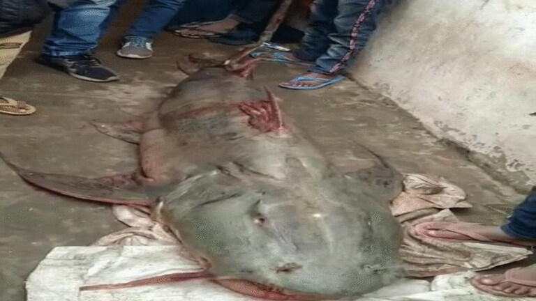 देवरिया: सरयू में मिली 9 फीट की विशालकाय मछली, साइज देखकर हर कोई रह गया हैरान UP Tak