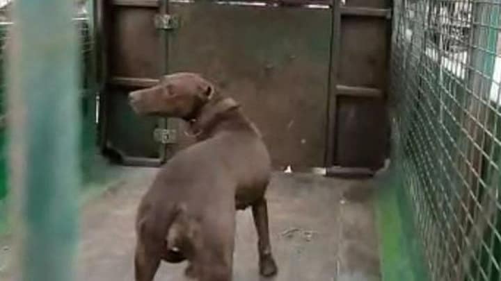 पिटबुल-रॉटवीलर जैसे पालतू कुत्तों के लिए लाइसेंस की व्यवस्था लागू करेगा गाजियाबाद नगर निगम UP Tak