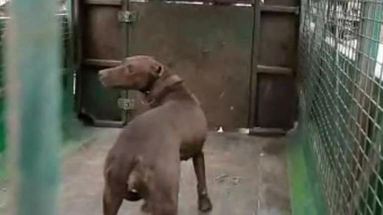 पिटबुल-रॉटवीलर जैसे पालतू कुत्तों के लिए लाइसेंस की व्यवस्था लागू करेगा गाजियाबाद नगर निगम UP Tak