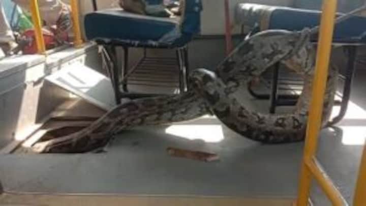 रायबरेली: स्कूल बस में घुसा अजगर, सीट के नीचे छुपा, वन विभाग के छुड़ा दिए पसीने UP Tak