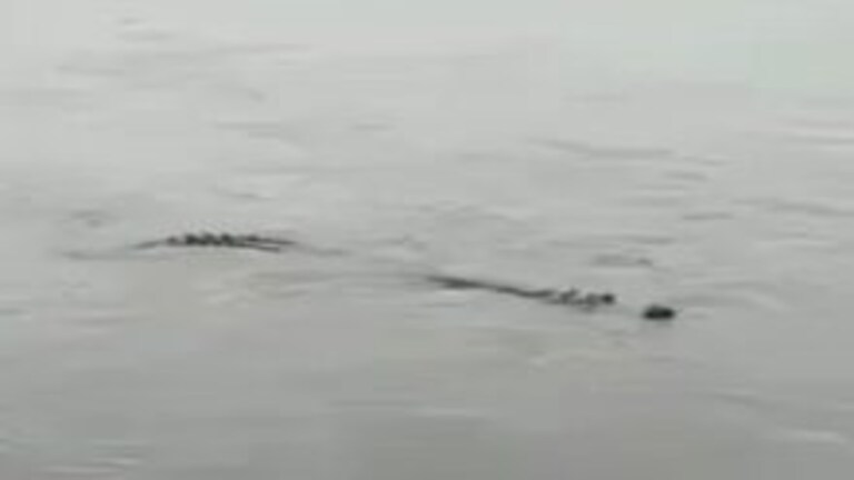 वाराणसी: गंगा की बाढ़ में पहले घड़ियाल तो अब दिखा भारी-भरकम मगरमच्छ, मचा हड़कंप UP Tak