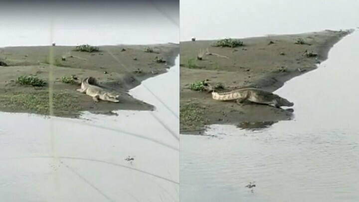 बरेली: मगरमच्छ ने 4 ग्रामीणों पर किया हमला, सभी घायल, दहशत में लोग UP Tak