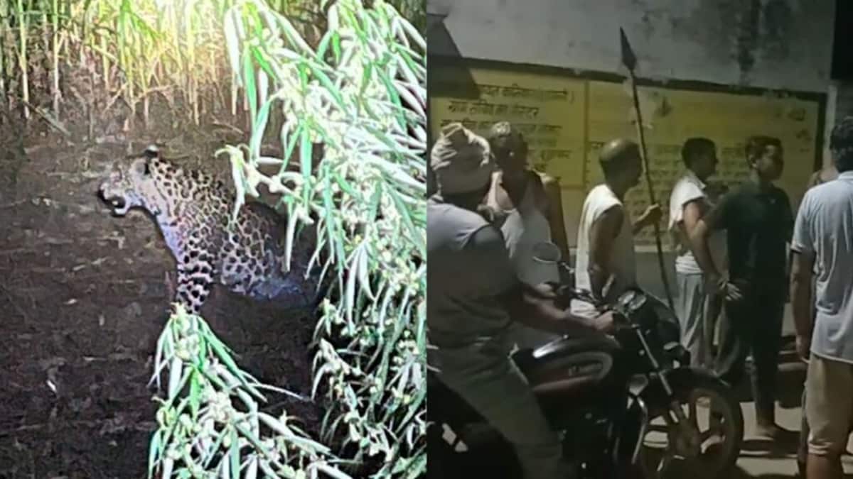 शामली: गांव में तेंदुए की दस्तक से ग्रामीणों में दहशत, वन विभाग का सर्च अभियान जारी UP Tak