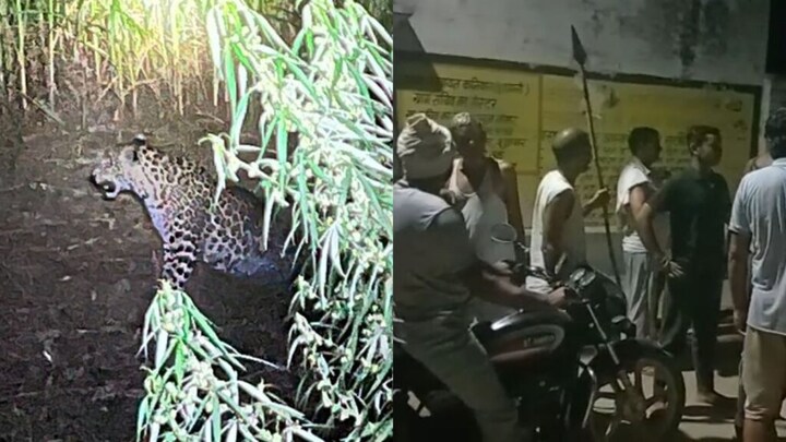 शामली: गांव में तेंदुए की दस्तक से ग्रामीणों में दहशत, वन विभाग का सर्च अभियान जारी UP Tak