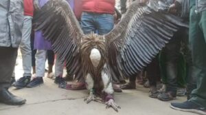 सफेद हिमालयन गिद्ध