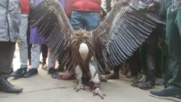 कानपुर: 13,000 फीट ऊपर बर्फ में रहने वाला दुर्लभ हिमालयन गिद्ध कानपुर में मिला, देखें सफेद हिमालयन गिद्ध