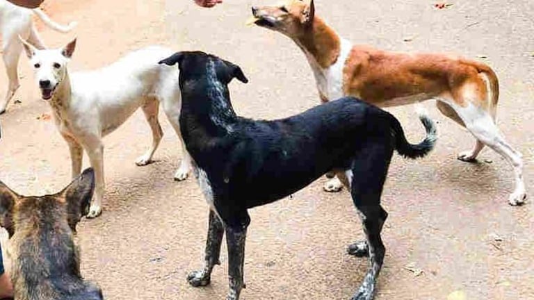 सहारनपुर में आवारा कुत्तों के नोचने से ढाई साल की बच्ची की मौत UP Tak