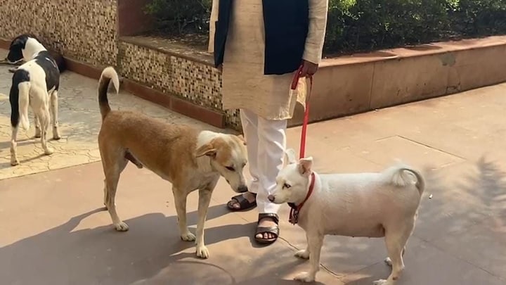 नोएडा: नई पेट पॉलिसी लागू, कुत्ता पालने से पहले पढ़ लें ये नियम, वरना लग सकता है जुर्माना UP Tak