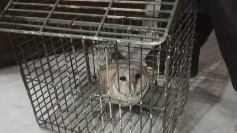 गजब! अनोखे हिमालयन गिद्ध के बाद कानपुर में मिला विलुप्त प्रजाति का दुर्लभ उल्लू, देखें UP Tak