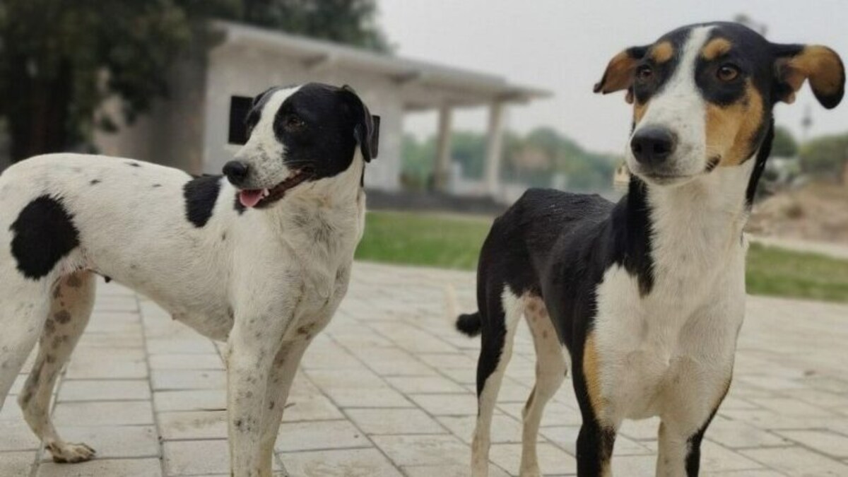 गाजियाबाद: कुत्ते पालने के हैं शौकीन तो जान लें रजिस्ट्रेशन से संबंधित ये जरूरी नियम UP Tak