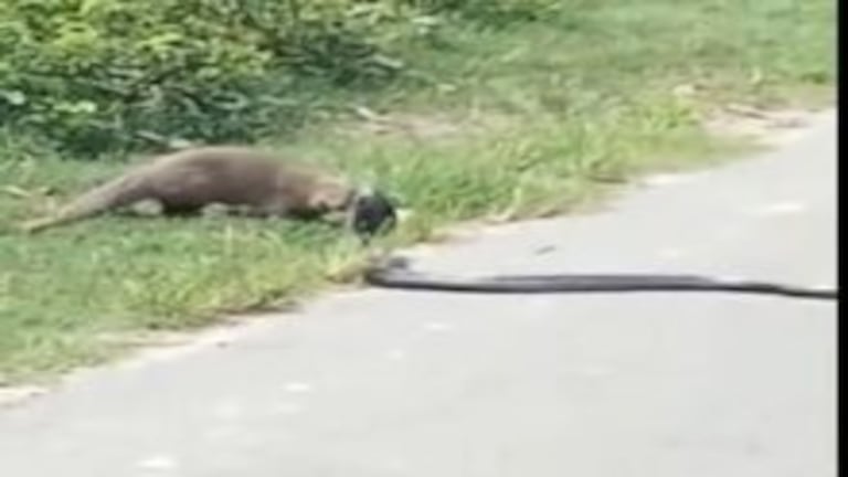 लखीमपुर खीरी: सड़क किनारे नेवले और किंग कोबरा के बीच हुई भीषण लड़ाई, जानें किसकी हुई जीत UP Tak