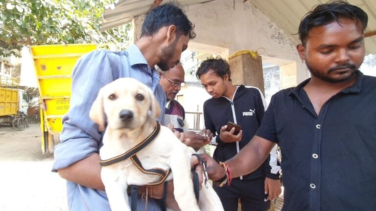 वाराणसी: आवारा कुत्तों से मिलेगी राहत-डॉगी लवर को भी होगा लाभ, योगी सरकार ने लिया ये फैसला UP Tak