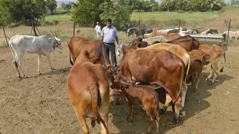 शाहजहांपुर: छुट्टा पशुओं की समस्या से मुक्ति के लिए जिला प्रशासन कर रहा ये पहल, ग्रामीण खुश, जानें UP Tak