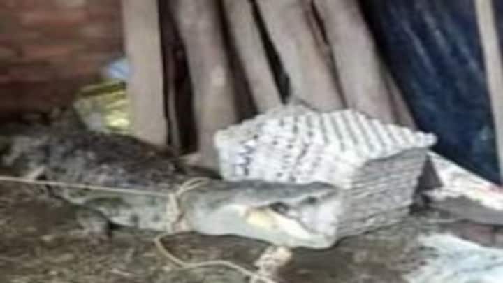 पीलीभीत: रात को घर में घुसा मगरमच्छ, सुबह देखकर घरवालों की निकली चीख, ऐसा किया गया काबू UP Tak