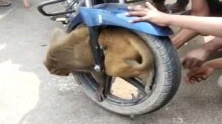 सड़क पार कर रहा था बंदर, तेज रफ्तार बाइक के पहियों में बुरी तरह फंस गया फिर यूं बची जान UP Tak