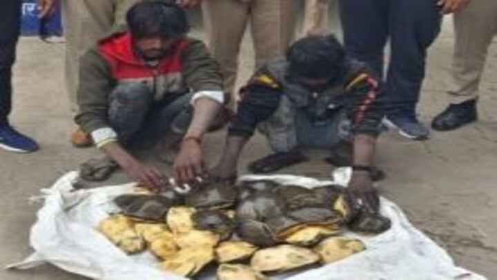 संभल: तालाब से निकालकर हो रही थी दुर्लभ प्रजाति के कछुओं की तस्करी, बोरा खोला तो उड़े होश! UP Tak