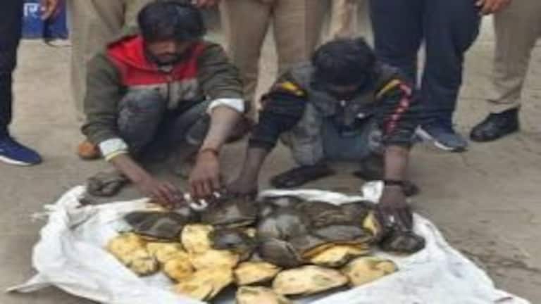 संभल: तालाब से निकालकर हो रही थी दुर्लभ प्रजाति के कछुओं की तस्करी, बोरा खोला तो उड़े होश! UPTak