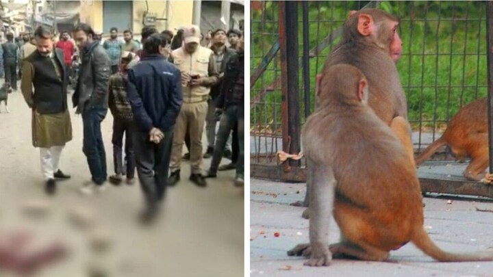 अलीगढ़: पौधों पर पानी डाल रहे शख्स को बंदरों ने दी घुड़की, फिर वो हुआ जो नहीं होना था UP Tak