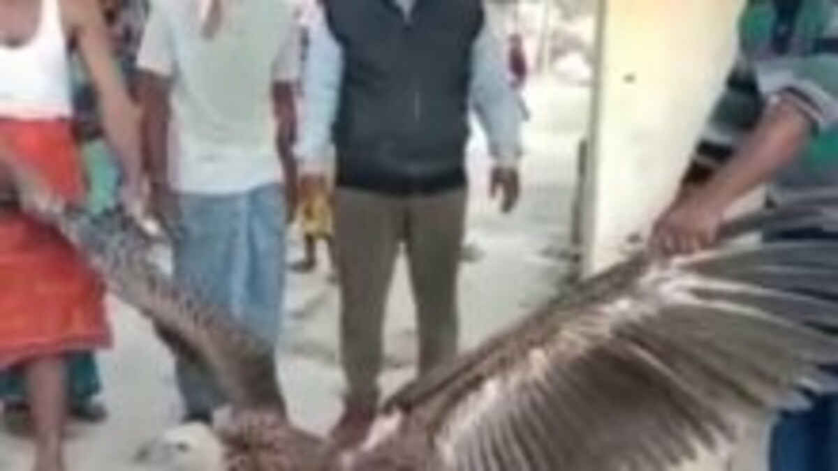 अद्भूत-बुजुर्ग-दुर्लभ और विशालकाय गिद्ध खेत में मिला, देखने वाले रह गए हैरान, देखें UP Tak