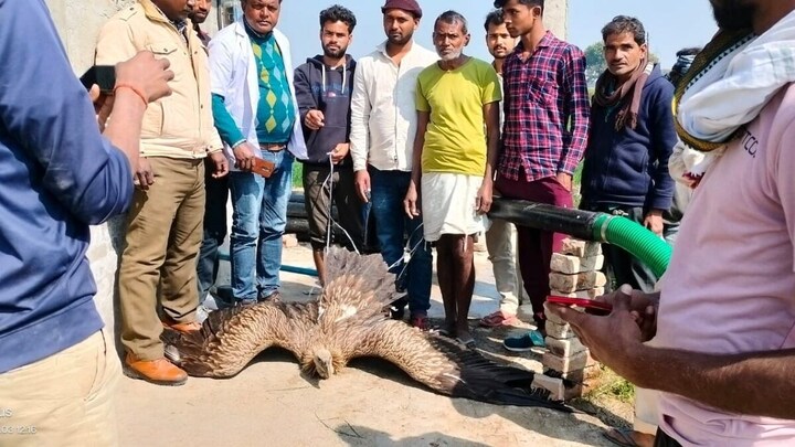 अब कानपुर देहात में मिला दुर्लभ हिमालयन गिद्ध, वन विभाग ने रेस्क्यू कर क्वारंटाइन में रखा UP Tak