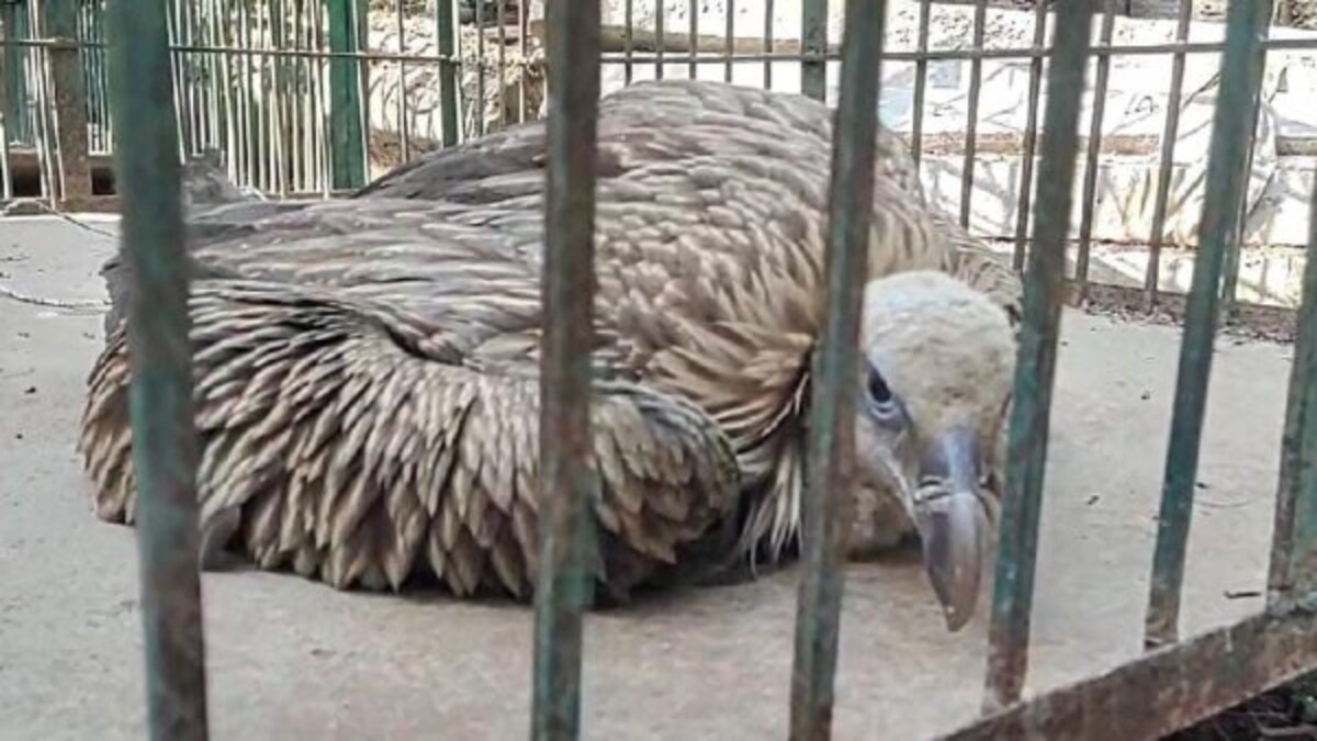 अब यूपी के इस शहर में मिला दुर्लभ प्रजाति का हिमालयन गिद्ध, देखें तस्वीरें UP Tak