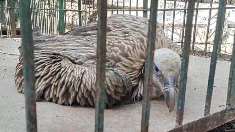 अब यूपी के इस शहर में मिला दुर्लभ प्रजाति का हिमालयन गिद्ध, देखें तस्वीरें UP Tak