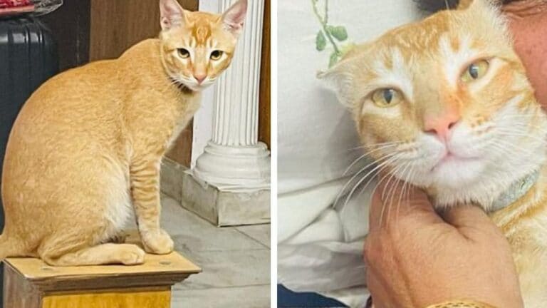 मेरठ: महिला प्रिंसिपल का खो गया पालतू ‘बिल्ला’, अब सोशल मीडिया पर पोस्ट कर कही ये बात UP Tak