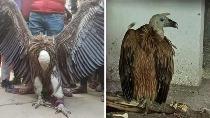 35 दिनों बाद हुआ बिछडे़ हुए दुर्लभ हिमालयन गिद्ध जोड़ों का मिलन, पहले तनाव में थे दोनों UP Tak
