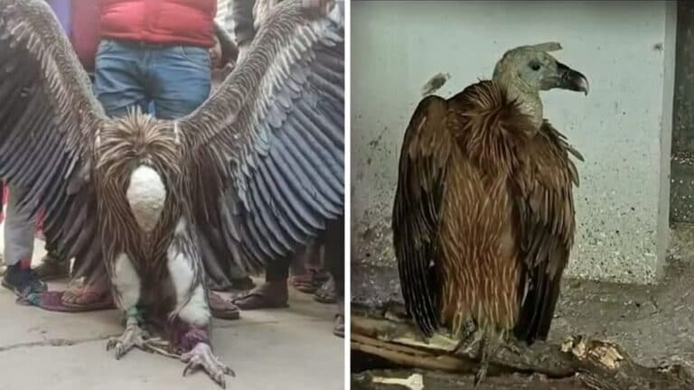35 दिनों बाद हुआ बिछडे़ हुए दुर्लभ हिमालयन गिद्ध जोड़ों का मिलन, पहले तनाव में थे दोनों UP Tak