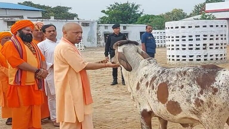 गोरखपुर: जब सीएम की आवाज पर झूमते चले आए बछड़े और नंदी, योगी ने गुड़-चना खिलाकर किया दुलार UP Tak