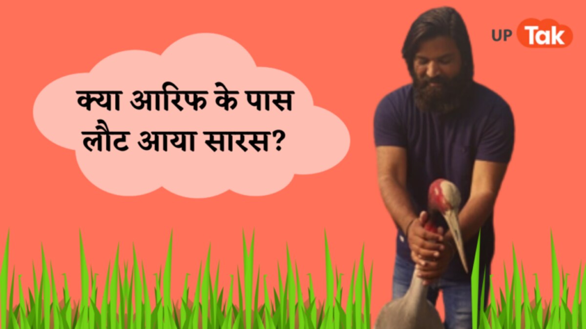 क्या मोहब्बत की हुई जीत और आरिफ के पास वापस लौटा सारस? पर इसका सच बिल्कुल अलग है UP Tak