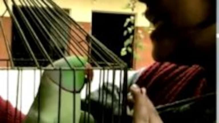 आगरा में भांजे ने किया था मामी का कत्ल, तोते ने कातिल को पकड़वाया, बोलता रहा- आशु आया था UP Tak