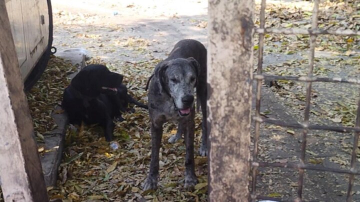 ब्रूनो के बाद अतीक अहमद के ‘टाइगर’ की भी भूख-प्यास से तड़पकर मौत, नहीं दे रहा कोई खाना UP Tak