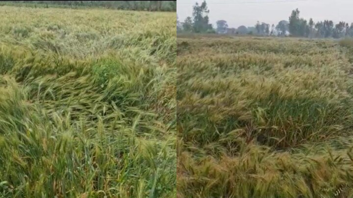 हरदोई: बारिश और तेज हवा से खेत में खड़ी गेहूं की फसल गिरी, आकाशीय बिजली गिरने से 3 झुलसे UP Tak