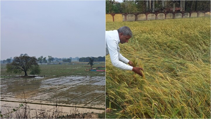 बेमौसम बारिश ने किसानों की बढ़ाई चिंता, गेहूं के साथ-साथ दलहन-तिलहन की फसलों को भी नुकसान UP Tak