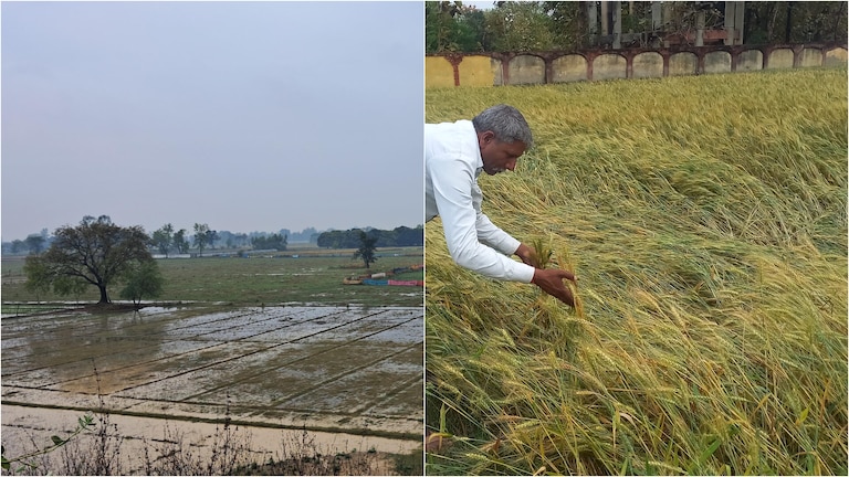 बेमौसम बारिश ने किसानों की बढ़ाई चिंता, गेहूं के साथ-साथ दलहन-तिलहन की फसलों को भी नुकसान UP Tak