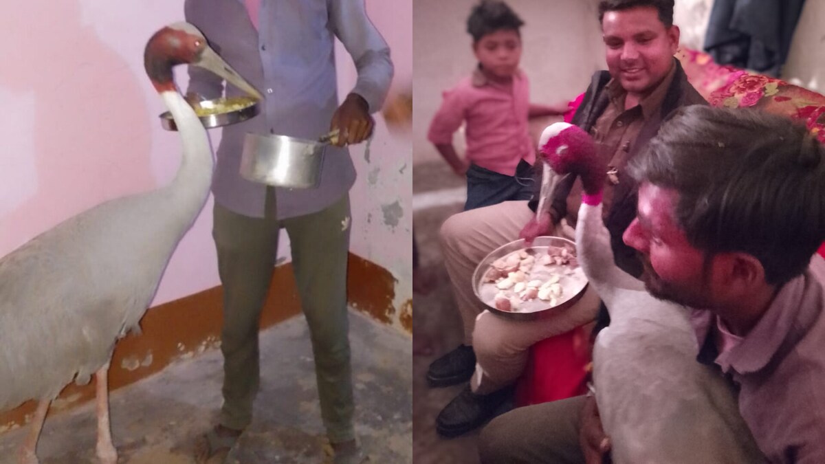 यूपी के मशहूर सारस ने किया अजब काम, दाल-चावल-रोटी संग मैगी भी खाई, उधर दोस्त आरिफ है मायूस UP Tak
