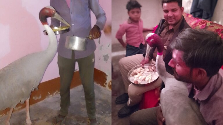 यूपी के मशहूर सारस ने किया अजब काम, दाल-चावल-रोटी संग मैगी भी खाई, उधर दोस्त आरिफ है मायूस UP Tak