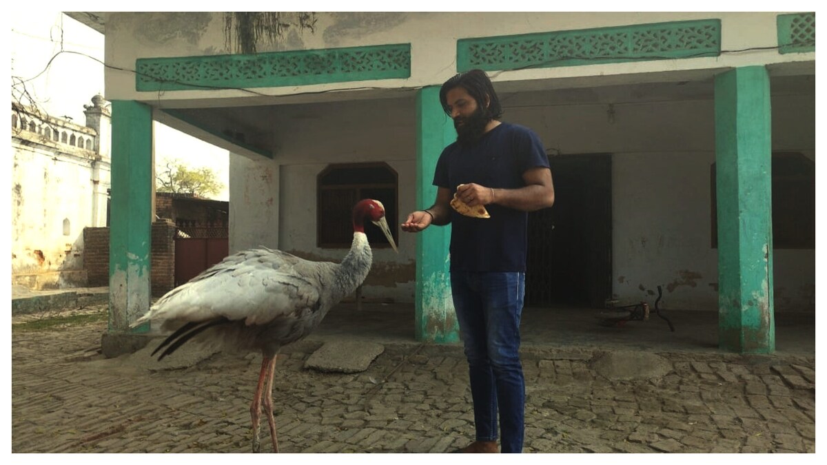 अपने सारस से जुदा होने के बाद गमजदा है अमेठी का आरिफ, भावुक होकर कह रहा ये बातें UP Tak