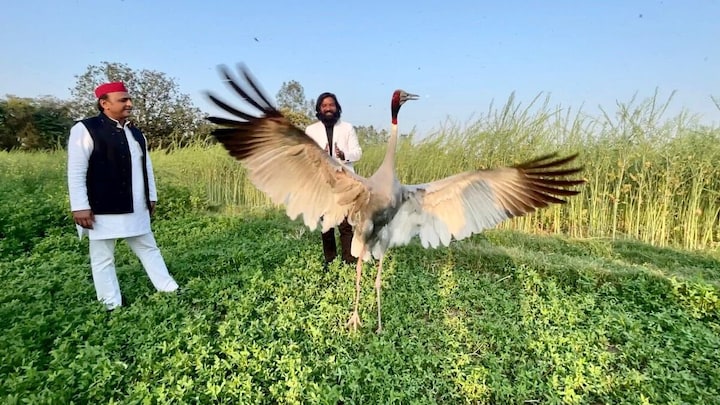 अमेठी: आरिफ और सारस की दोस्ती देखने पहुंचे अखिलेश, खूब की तारीफ, BJP सरकार पर बोला तीखा हमला अमेठी में आरिफ और सारस की दोस्ती देखने आये अखिलेश यादव